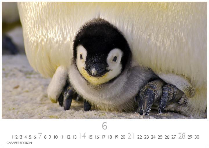 Actual product image Pinguine 2026 S 24x35cm (24 x 35 cm, German)