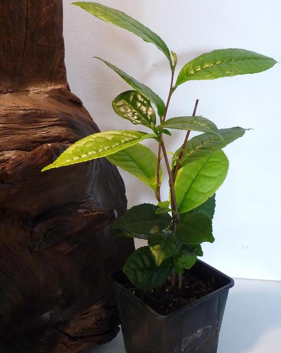Produktbild Tropica Echter Teestrauch Camelia sinensis var. sinensis