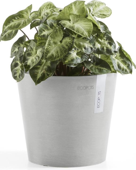 Actual product image Ecopots Amsterdam Mini (17 cm)