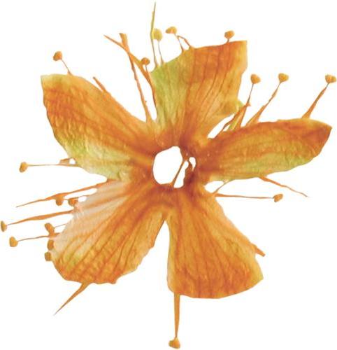 Image du produit You Nails Véritable fleur séchée Cherry (Décoration des ongles, Orange)