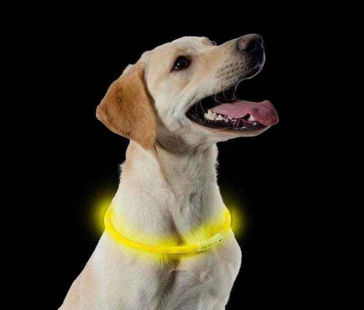 Actual product image Ancol LED lamp dog collar (1, Dog)