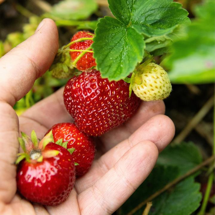 Actual product image Plant in a Box Fragaria Elsanta - (10 cm)