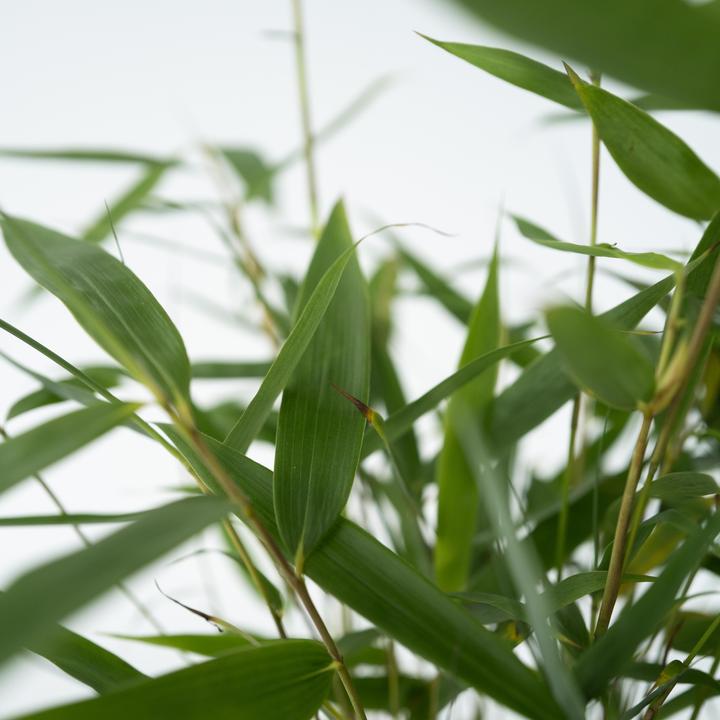 Actual product image Plant in a Box Fargesia scabrida Asian Wonder - Set of 6 Asian Wonder Bamboo (25 cm)