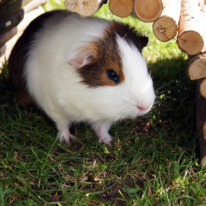 Actual product image Relaxdays Rodent bridge wood