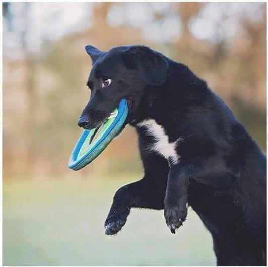 Produktbild Chuckit! Frisbeering Chuckit assortiert (Wurfspielzeug Hund)