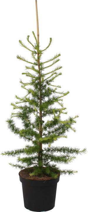 Image du produit Zulauf Lärche / Larix decidua (100 cm)