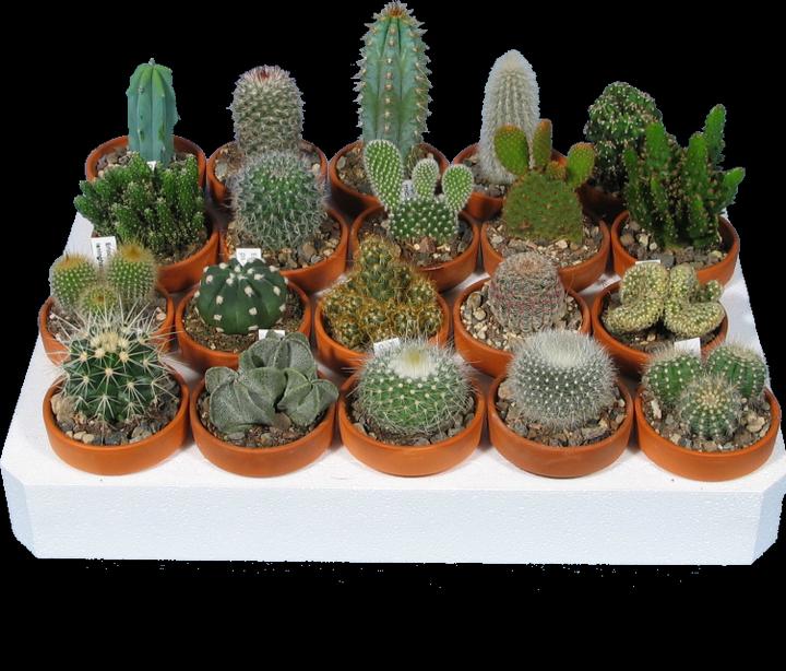 Cacti Beginners Set (10 cm)
