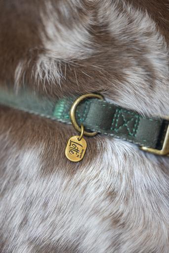 Actual product image Designed by Lotte Dog collar Velura (50, Dog, Walks, Jogging)