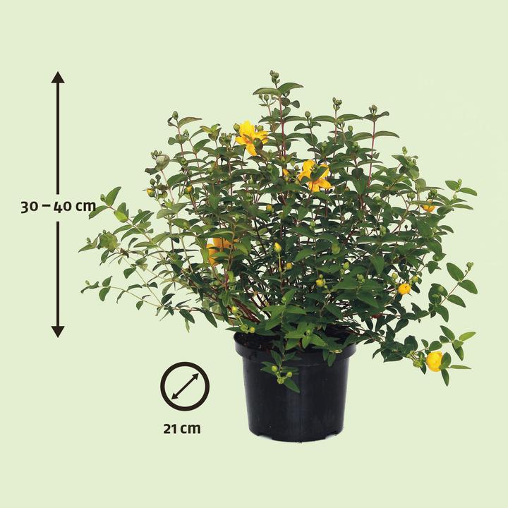Produktbild Zulauf Johanniskraut / Hypericum 'Hidcote' (120 cm)