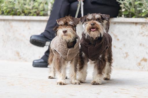 Image du produit Designed by Lotte Pull pour chien Madeleine (S, Pull-over pour chien)