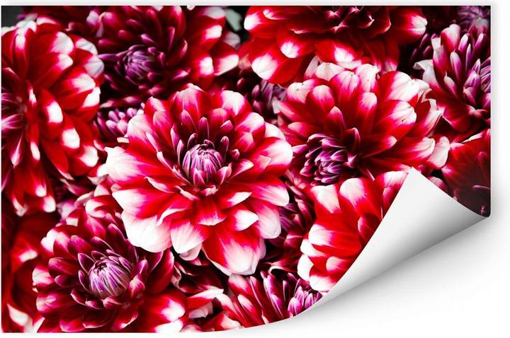 Immagine prodotto Trenddeko Fiori rossi (80 x 50 cm)