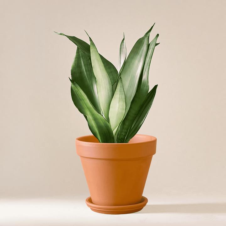 Mary and Plants Moonshine Snake (55 cm)