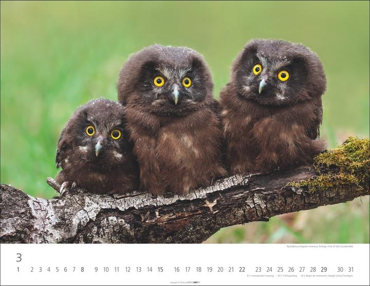 Actual product image Eulen Kalender 2026 (44 x 34 cm, Hardcover, German, English)