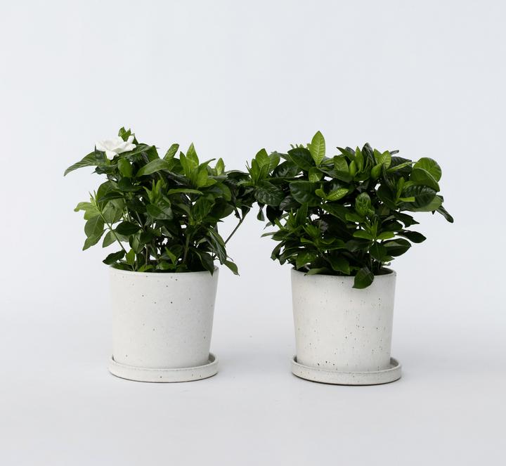 Immagine prodotto Plant in a Box Gardenia Jasminoides (20 cm)