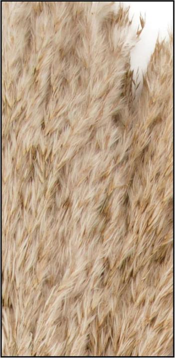 Actual product image Natura Punto Pampas grass (Pampas grass)