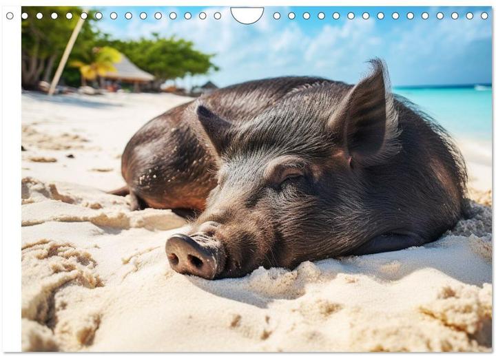 Actual product image Pigs in the Caribbean. Sun and spa with swimming pigs (Wall calendar 2025 DIN A (A4, No binding, German)