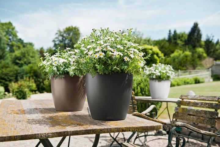 Immagine prodotto Lechuza Colore Classico (27.50 cm)
