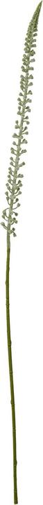 Immagine prodotto Hill Interiors Stelo di Eremurus Pianta artificiale (88 cm)