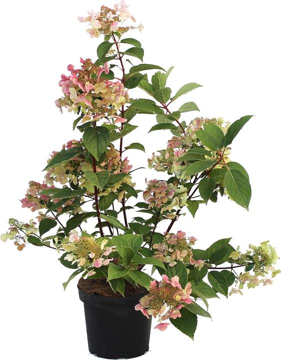 Image du produit Zulauf Rispen-Hortensie / Hydrangea pan. 'Wim's Red' (40 cm)
