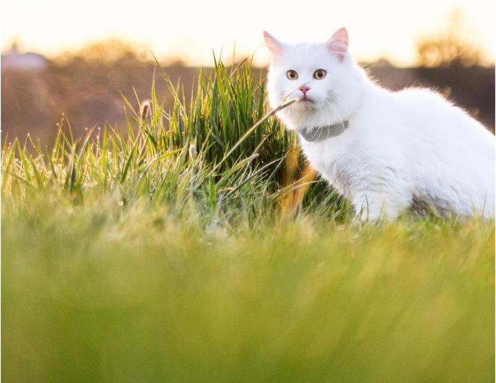 Immagine prodotto Tractive Cat Tracker GPS LTE (Gatto, Generale)