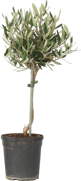 Image du produit Plant in a Box Olea europaea - Olivenbaum (45 cm)