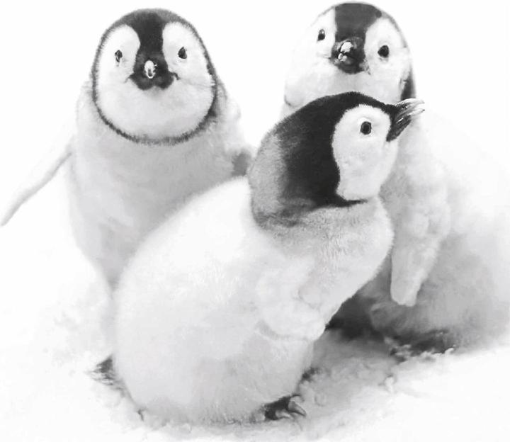 Black, White