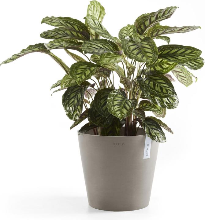 Actual product image Ecopots Amsterdam (40 cm)