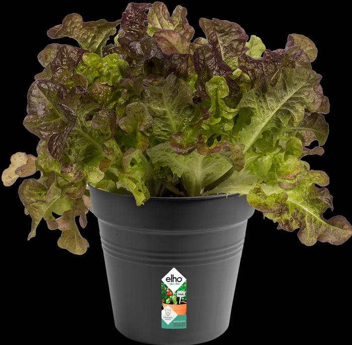 Produktbild Elho Green Basics (15 cm)