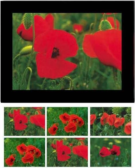 Image du produit Baback Haschemi Cartes doubles 818 FLEURS DE MONTAGNE (1 pcs)