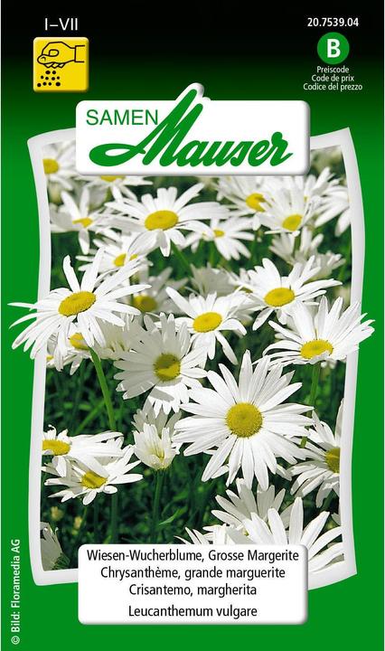 Samen Mauser fiore di prato, margherita grande (Risemina del prato)