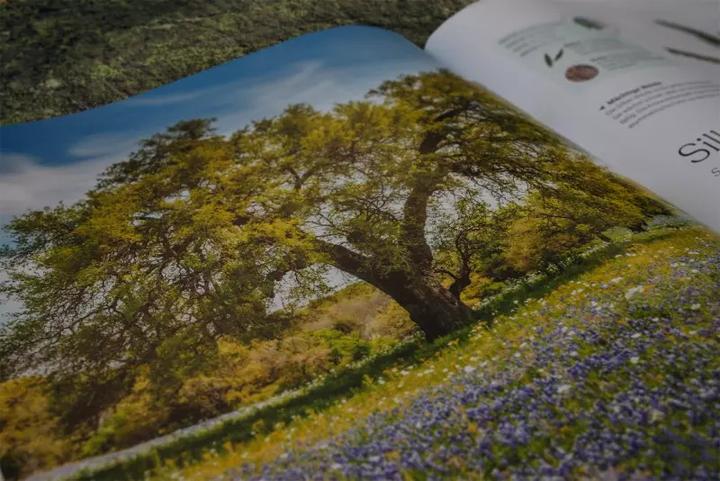 Image du produit Bäume - Eine Natur- und Kulturgeschichte (Allemand, Andrew Mikolajski, Michael Scott, Keith Rushforth, Dr. Ross Bayton, Agnes Pahler, 2022)