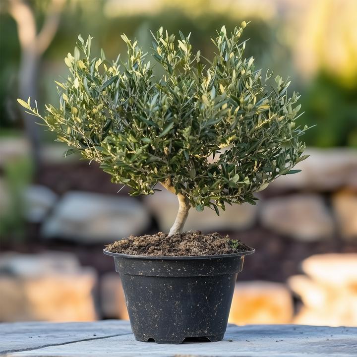 Actual product image Plant in a Box Olea Europaea - Olive tree bonsai in bowl (40 cm)