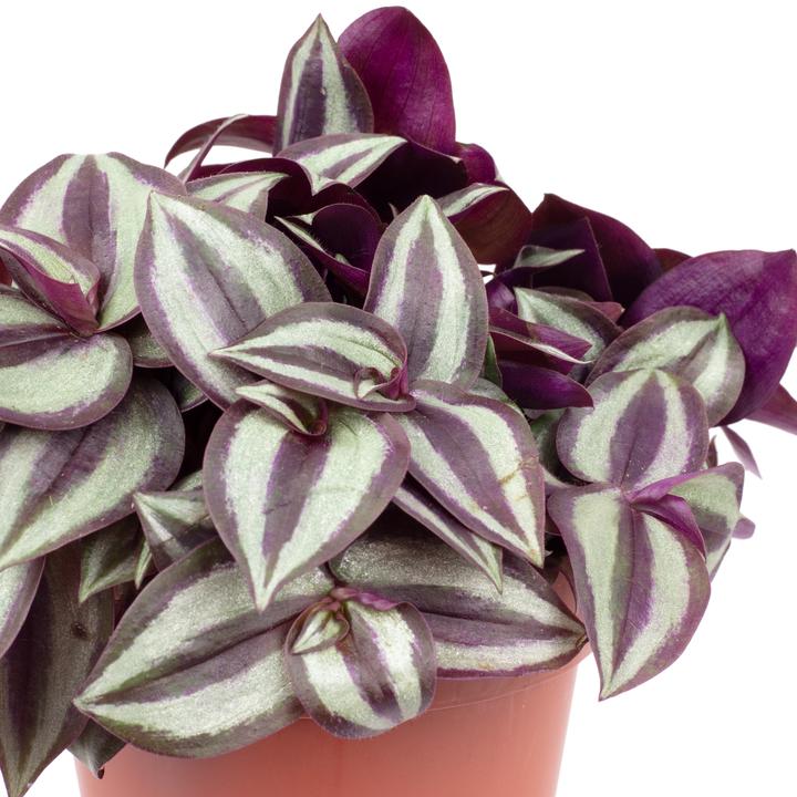 Produktbild Flowerbox Zebrakraut "Smit Silver Sicilian" - Tradescantia zebrina (20 cm)