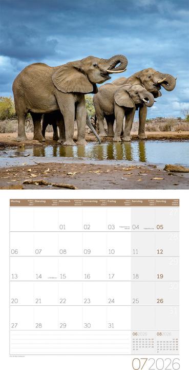 Immagine prodotto Elefanten Kalender 2026 - 30x30 (30 x 30 cm, Copertina rigida, Tedesco, Francese, Italiano, Inglese)