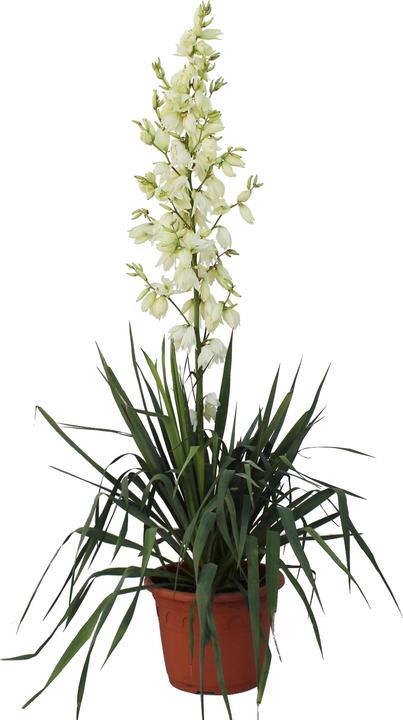 Immagine prodotto Zulauf Palmlilie / Yucca filamentosa (30 cm)