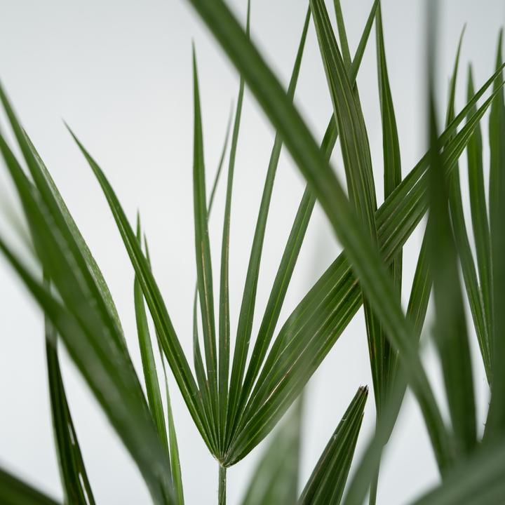Immagine prodotto Plant in a Box Chamaerops Humilis - Palma nana (80 cm)