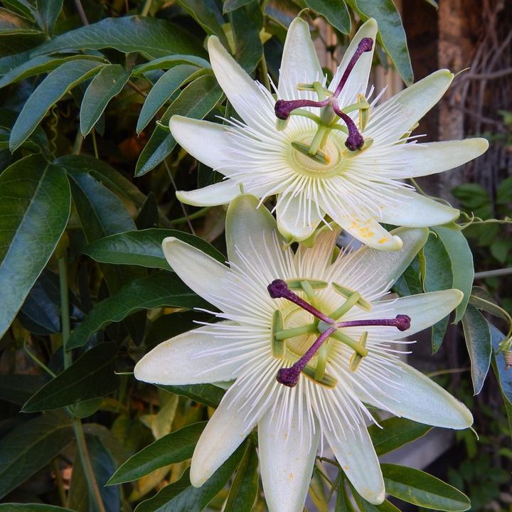 Immagine prodotto Plant in a Box Passiflora caerulea 'Constance Elliott' - set di 2 fiori della passione (110 cm)