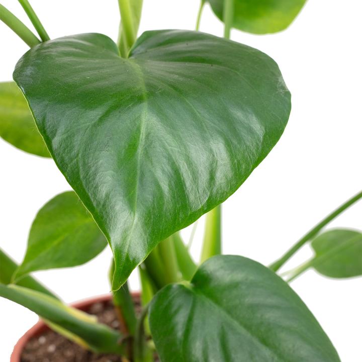 Actual product image Flowerbox Ceriman - height ca. 75 cm, pot-Ø 19 cm - Monstera Deliciosa (75 cm)