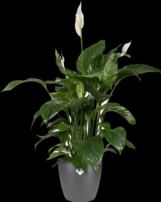 Actual product image Elho Brussels