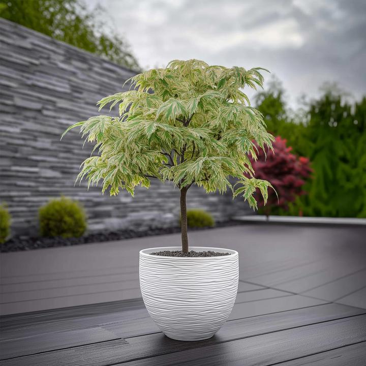 Produktbild Plant in a Box Acer palmatum 'Ukigumo' - Japanischer Ahorn (50 cm)