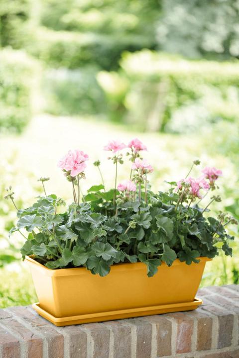 Produktbild Elho Barcelona (70 cm)