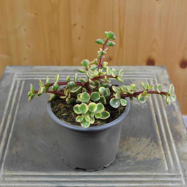 Produktbild Säntispracht Der panaschierter Speckbaum - Portulacaria afra Variegata (80 cm)