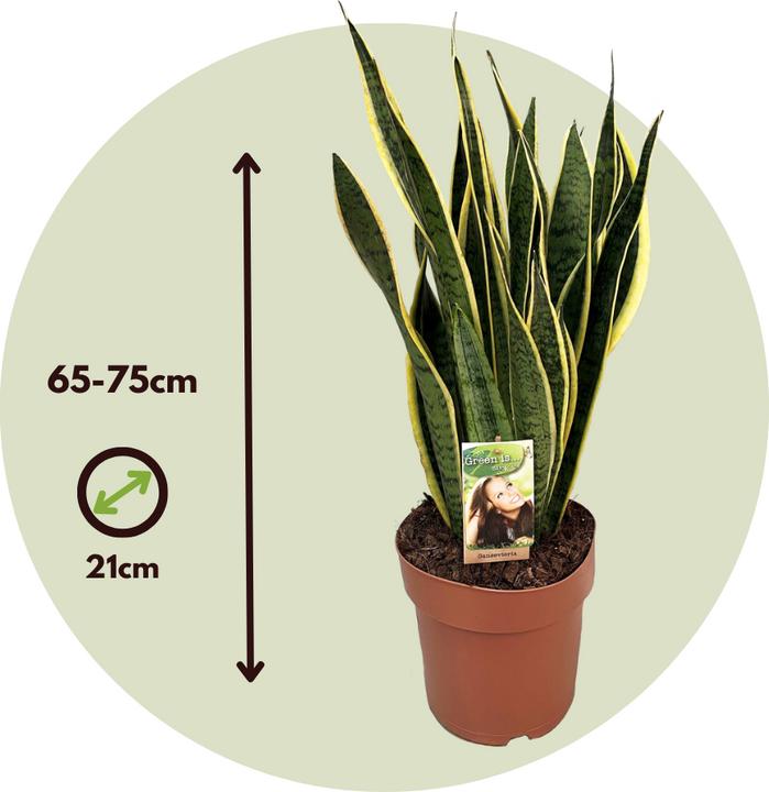 Immagine prodotto Plant in a Box Sansevieria trifasciata Laurentii - canapa a fiocco (65 cm)