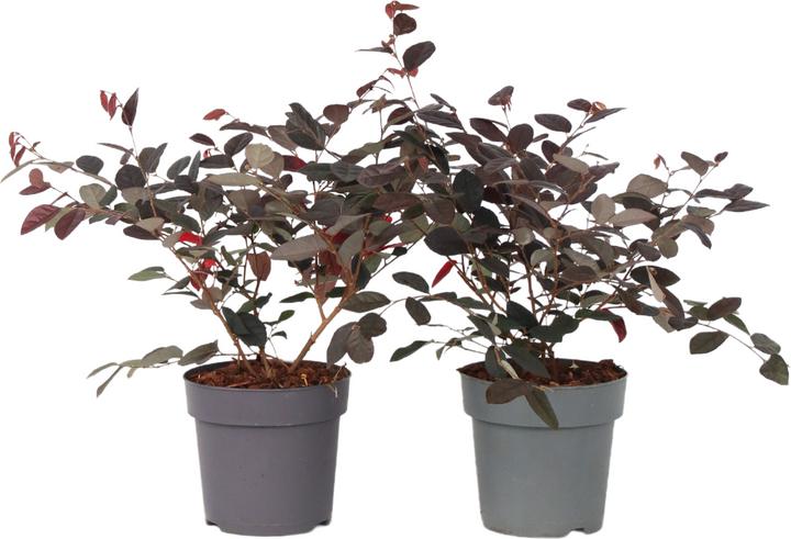 Produktbild Plant in a Box Loropetalum 'Fire Dance' - Riemenblüte (30 cm)
