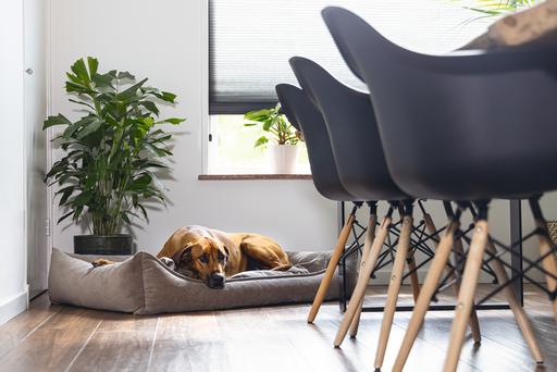 Immagine prodotto Beeztees Veo (Cane)