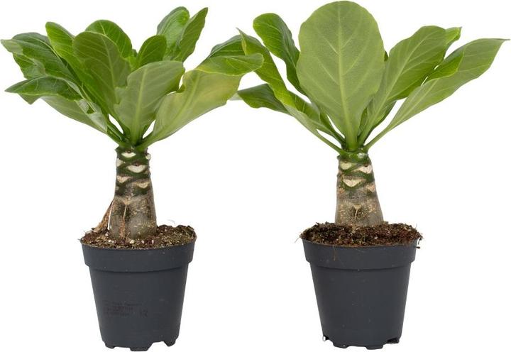 Plant in a Box Brighamia Insignis - 2er Set Alula Hawaiian Palme (25 cm)