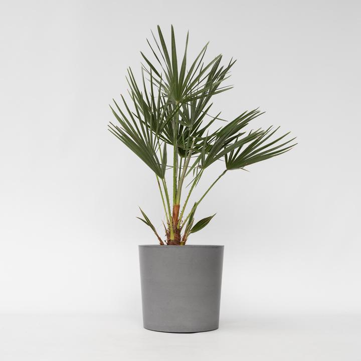 Immagine prodotto Plant in a Box Chamaerops Humilis - Palma nana (80 cm)