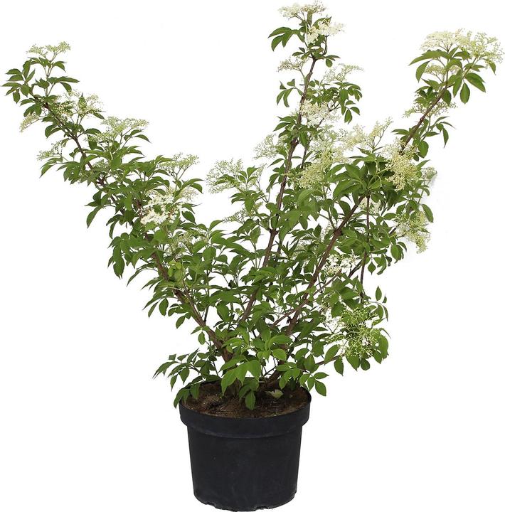 Actual product image Zulauf Schwarzer Holunder / Sambucus nigra (100 cm)