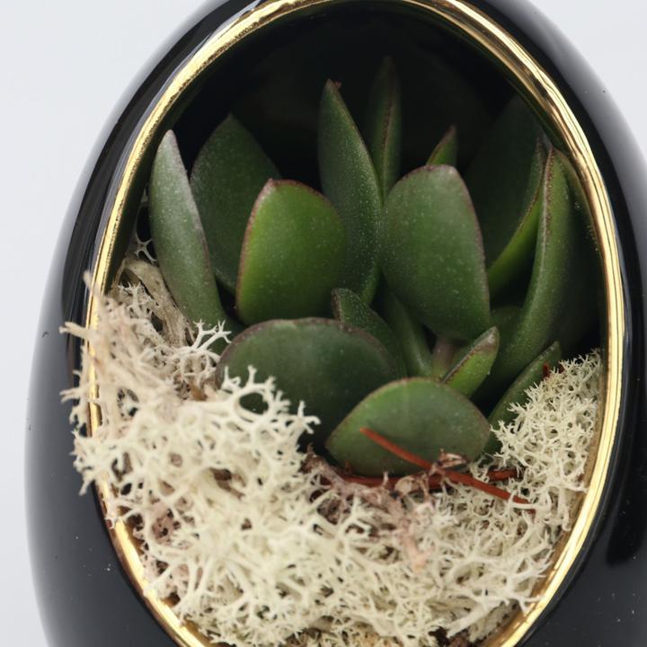 Image du produit Plant in a Box Echeveria lilacina - Set de 2 oeufs décoratifs (12 cm)