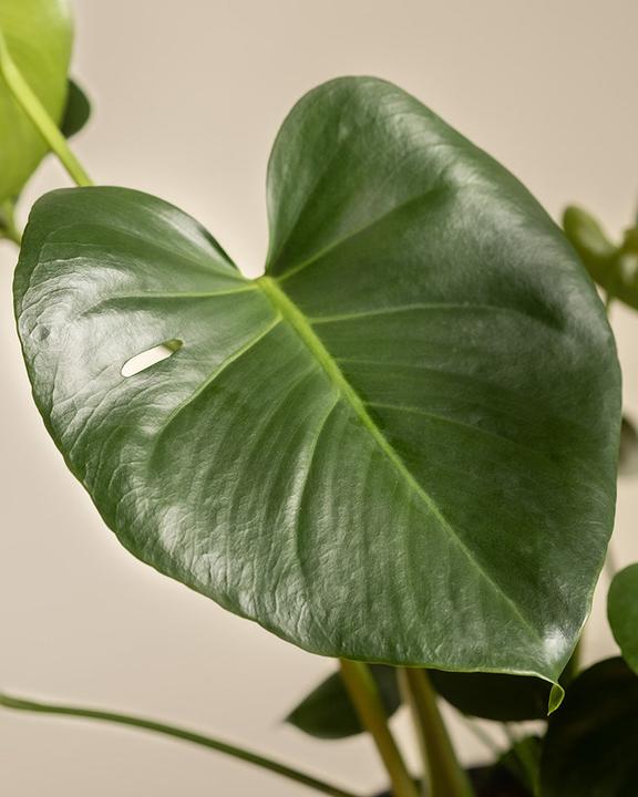 Actual product image feey Large Monstera (65 cm, Freshly repotted)